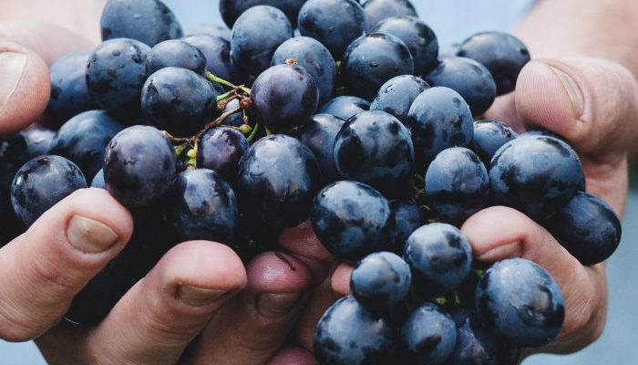 Il Design Thinking come strumento per innovare l’offerta della filiera enogastronomica patavina