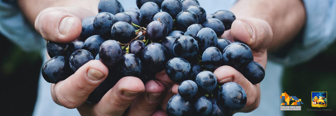 Il Design Thinking come strumento per innovare l’offerta della filiera enogastronomica patavina